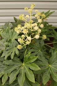 Image result for Alafia orientalis