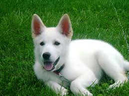 My husband or myself sleep with the puppies and mum for the first 3 weeks as we feel life is precious, and we can help mum if she needs us. Blue German Shepherd Puppies For Sale In Pa Pets Lovers