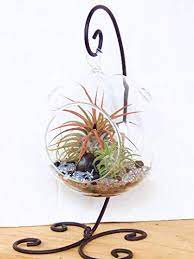 One or two for a more minimal look… or as many as you can fit for an urban jungle effect! Air Plant Terrarium Kit With 2 Tillandsia Air Plants Black And Silver Rocks And Black Metal Stand 5 Round Glass Buy Online In Bahamas At Bahamas Desertcart Com Productid 10863230