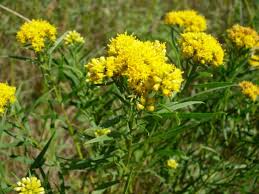 Image result for Lycium pilifolium