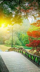 Hd Romantic Afternoon Park Background Romantic Background Photoshop Backgrounds Backdrops Light Background Images A new feature in photoshop 2020 can automatically remove a background.