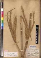 Image result for Vossia cuspidata