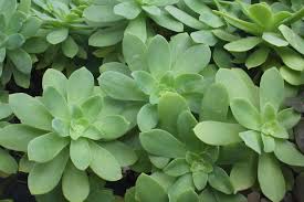 Image result for Sedum