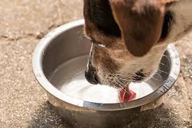 Always provide clean drinking water in addition to the food. How Much Water Should A Dog Drink A Day