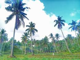 Proveedor de aceite de coco. Coconut Production In The Philippines Wikipedia