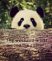 8 Jack Bhunny Panda Bear Happy Thursday Happy