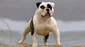 Coy matlock on facebook at matlock's bulldog heaven. American Bulldog Ebkc European Bully Kennel Club