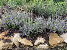 Image result for Sladeniaceae