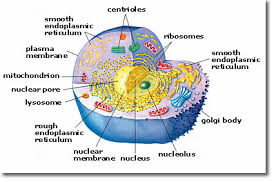 Jul 05, 2021 · cell organelles definition. Youtube Video 2 Biogenediary