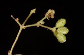 Image result for Boerhavia repens