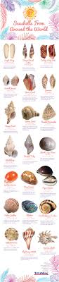 seashells from around the world infographic identification