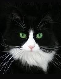 Black And White Tuxedo Cats Pin By Carol Harris On Tuxedo Cats White Cats Beautiful Cats Pretty Cats