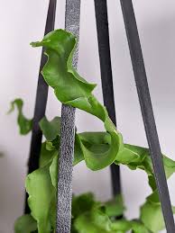 I cactus si presentano in una serie sconcertante di moduli. Curly Orchid Cactus Care A Must Have Unique Houseplant