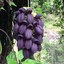 Image result for Stephania abyssinica