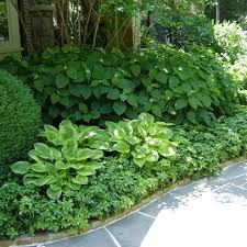 Great Use Of Boxwood Pachysandra Groundcover Hosta Hydrangea Not In Bloom Yet Ja Garten Schattengarten Bodendecker