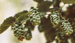 Hierbas para regular la glucemia. Tratamiento A Base De Hierbas Para La Diabetes En Kerala Nopal Cactus Para Los Beneficios De La Diabetes