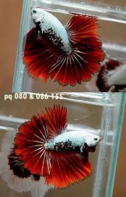 Fwbettashm1400349310 Bad Red Dragon Hm Male Pq 080086155 Betta Fish Betta Halfmoon Betta