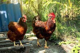 How To Tell A Rooster From A Hen 5 Easy Differences Explained Chickens And More