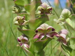 Image result for Disperis