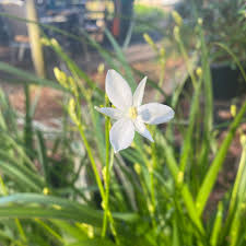 Image result for Indigofera paniculata