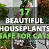 The drawback, though, is that some of the most popular houseplants are also toxic to pets and children. 1