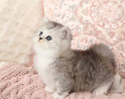 Adorable Black And White Kittens For Sale Peanut Rug Hugger Kitten For Sale Cute Cats And Kittens Ragdoll Kitten Ragdoll Kittens For Sale