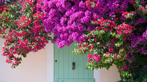 Vieni a scoprire la risposta su cruciv.it. Piante Rampicanti Con Fiori Le Piu Belle Della Stagione Primaverile Cooperativaincammino It