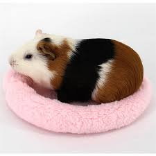 This is one of the fun guinea pig breeds around! Pet Soft Fleece Mat Hamster Cage Guinea Pig Bed Sleeping Shopee Malaysia