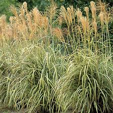 Image result for Agelanthus musozensis