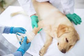Wash the open wound very thoroughly using clean water. How To Clean A Dog Wound Detailed Instruction From Experts