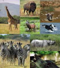 Are giraffes related to camels? Ungulate Wikipedia