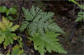 Image result for Doryopteris concolor