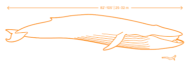 The females are slightly larger than males, as with all baleen. Blue Whale Dimensions Drawings Dimensions Com