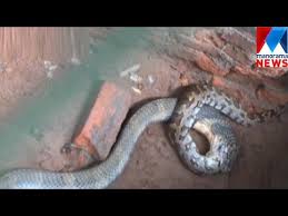 The malayalam meaning of pepper is kurumulak which we can mean in english as round granuled chilly. King Cobra Eat Python Manorama News Youtube