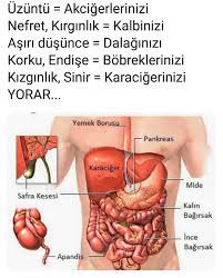 duygular ve organlar gallbladder body organs stomach diagram