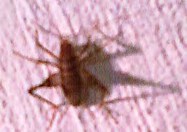 Boric acid is a favorite bait ingredient for insect control. Bug Of The Month January 2009 Camel Cricket What S That Bug