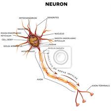 Solange kein aktionspotential entsteht, spricht man vom ruhepotential. Neuron Nervenzelle Die Der Hauptteil Des Nervensystems Ist Fototapete Fototapeten Synapsen Nerven Mantel Myloview De