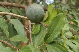 Image result for Strychnos innocua