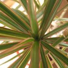 Image result for Dracaenaceae