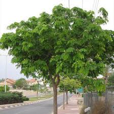 Image result for Lebeckia linearifolia