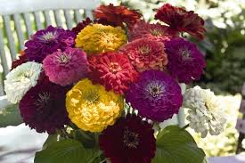 Check spelling or type a new query. Jual Bibit Zinnia Elegans Mudah Tumbuh Tanaman Hias Kecil Bunga Kertas Cantik Di Lapak Amefurashi Bukalapak