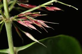 Image result for Olyra latifolia