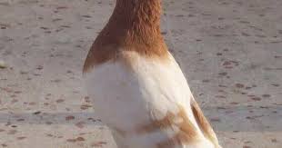اجمل انواع الحمام واسمائها موضوع يهمك Animals Bird