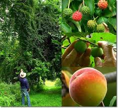 40 Years Into A Cold Climate Food Forest Food Forest Food Forest Garden Cold Climate Gardening