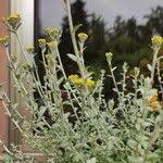 Image result for Helichrysum cymosum