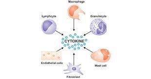 Hi amanda, technically, dendritic cells are able to produce all the cytokines you listed, however which cytokines are made and how much of them, depends largely on the type of stimulation. Get An Overview Of Cytokines Cusabio