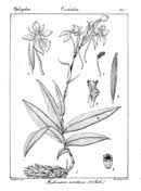 Image result for Habenaria peristyloides
