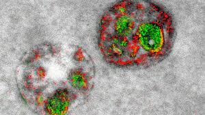We did not find results for: See The First Color Images Produced By An Electron Microscope Science Aaas