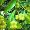 Buah pelaga atau cardamom mempunyai rasa dan aroma yang harum dan segar. Https Encrypted Tbn0 Gstatic Com Images Q Tbn And9gcsmdp4fvljqn1j1v Wuvci89dd2atznirlkh7sd4gk7 0yswnjg Usqp Cau