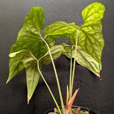 Image result for Cercestis